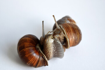 Two snails in love on a white background. Grape snail. Close-up.