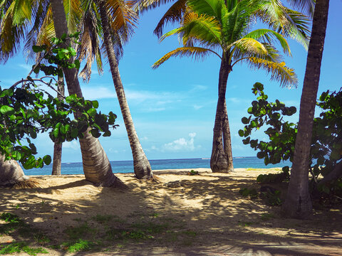 palm trees on the beach