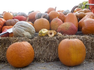 Pumpkins