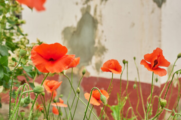 Flowers of poppies against the concrete wall.Village house, paliscan. Gardening.