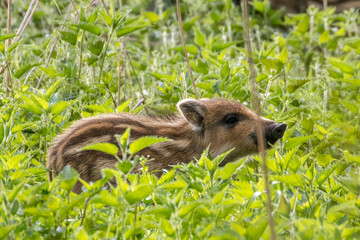 Fototapeta Mały dzik euroazjatycji (Sus scrofa) w pokrzywach, dzikie zwierzę na łonie natury w rezerwacie przyrody, zielone pokrzywy obraz