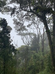 Obraz na płótnie Canvas Forêt humide sous la brume à Cameron Highlands, Malaisie 