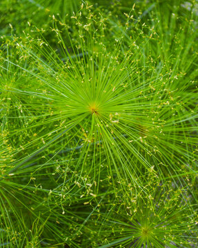Close-up green plant