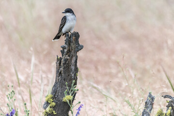 Eastern Kingbird (Tyrannus tyrannus)