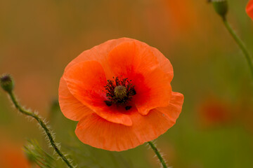 Obraz premium Beautiful red poppies. Red Flower symbol of war. remembrance day