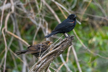 Male and Female Red-winged Blackbird (Agelaius phoeniceus)