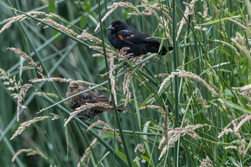 Male and Female Red-winged Blackbird (Agelaius phoeniceus)