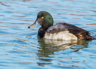 A Male Greater Scaup Duck