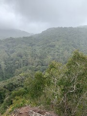 Forêt humide sous la brume à Cameron Highlands, Malaisie