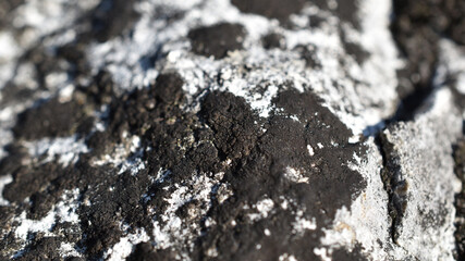 Schwarze Flechte auf Kalkfelsen, Hintergrund in Schwarz und Weiß, dezentes grafisches Element