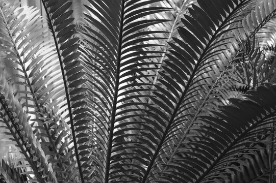 black and white abstract background