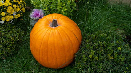 Orange pumpkins at outdoor farmer market. Pumpkin on the green grass in the farm. Ripe orange pumpkin lies on the green grass in pumpkin patch. Harvest. Halloween. Copy space for your text.