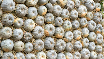 Lots of colorful pumpkins laid out in the row. Coloured pumpkins as wallpaper. Background of grey pumpkins in a row. Festive autumn background of grey pumpkins for Thanksgiving or Halloween.