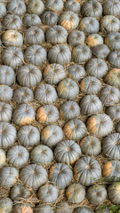 Lots of colorful pumpkins laid out in the row. Coloured pumpkins as wallpaper. Background of grey pumpkins in a row. Festive autumn background of grey pumpkins for Thanksgiving or Halloween.