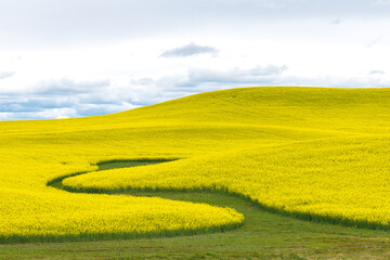 Rape Fields in the Palouse