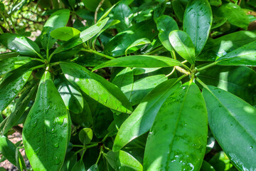   Heptapleurum arboricola Dwarf umbrella tree schefflera arboricola plant in garden as green botanical tropical exotic forest background backdrop wallpaper     