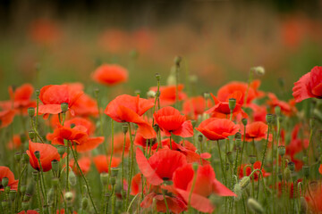 Fototapeta premium Beautiful red poppies. Red Flower symbol of war. remembrance day