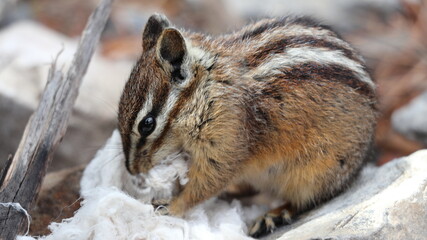 Chipmunk