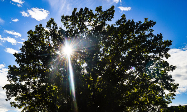 Sun shining through Tree