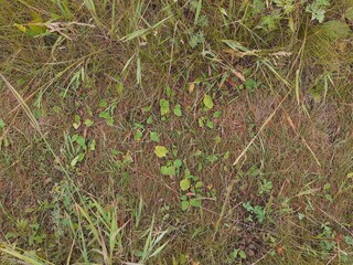 green grass in the forest
