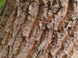 tree bark texture