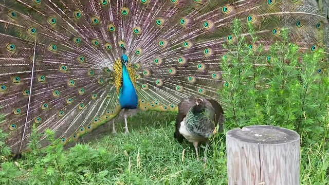 Peacock Flaunts in Front of a Gray Female. The peacock opens its tail with a fan and flaunts in front of the female among the trees