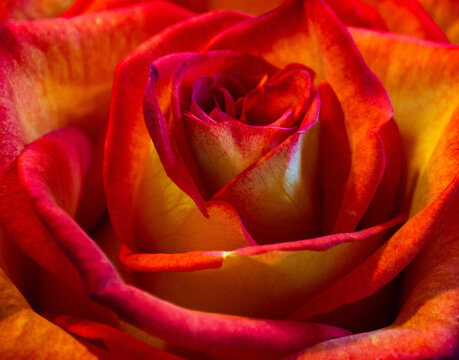 close up of a rose