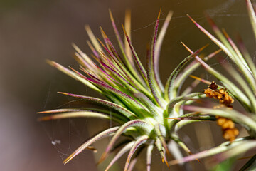 macro photography, insects, flowers and plants