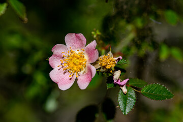 macro photography, insects, flowers and plants