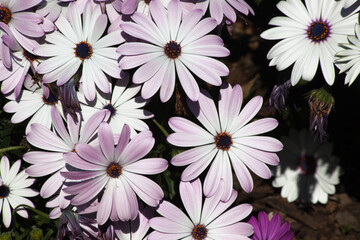 Field of Flowers in the sunshine