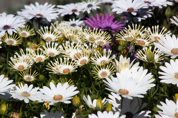 Field of Flowers in the sunshine