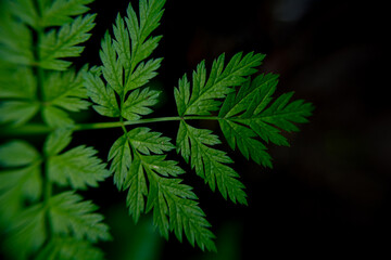 close up of green leaves of fern