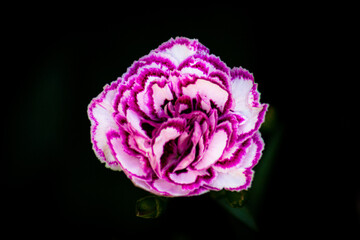 Close-up photo of a white and purple carnation flower head with black background