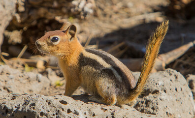 A chipmont searching for food among the lava rocks in the Fremont National Forest in central Oregon.