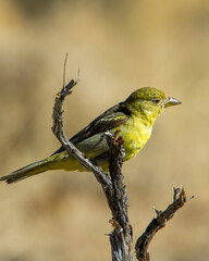 Lesser goldfinch (Carduelis tristis), female