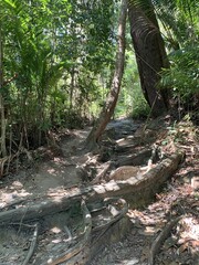 Sentier de forêt, parc national de l'île de Penang, Malaisie