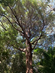 Arbre du parc national de l'île de Penang, Malaisie	