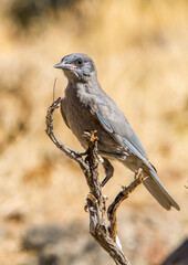 A Pinion Jay perched on a branch in the Fremont National Forest in central Oregon.