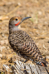 A Northern Flicker resting on an old tree stump in the Fremont National Forest in central Oregon.