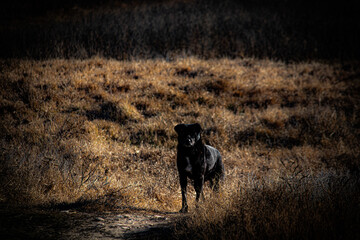 dog on the field