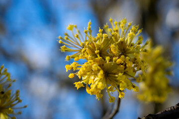 yellow flowers on blue sky