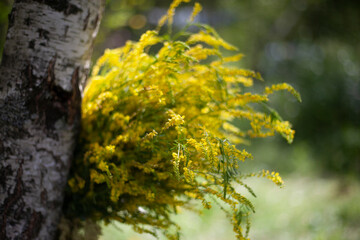 Fototapeta premium St. John's wort plant is collected in a bouquet and dried.