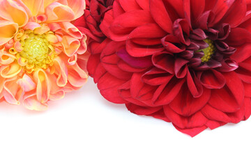 白バックのダリア