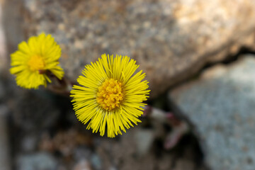 yellow dandelion flower