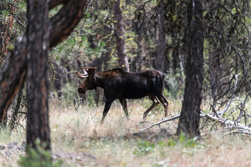 Moose (Alces alces), Turnbull, National Wildlife Refuge, WA