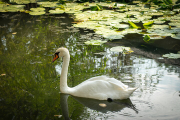 swan on the lake