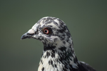 close up of a pigeon