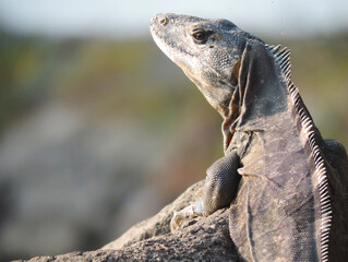 Iguana marron tomando sol sobre roca de espaldas mirando a la izquierda. medio cuerpo