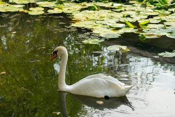 swan on the lake