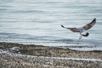 seagull on the beach